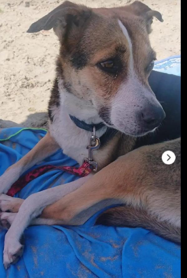 Sally 9Anni,Tranquilla, Non La Vogliono +! Milano